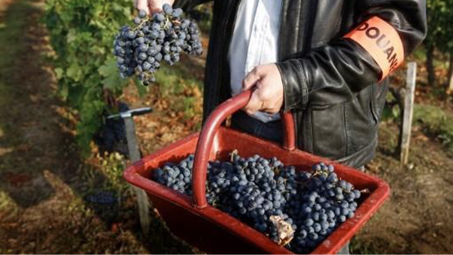 Les riverains des zones viticoles davantage exposés aux pesticides